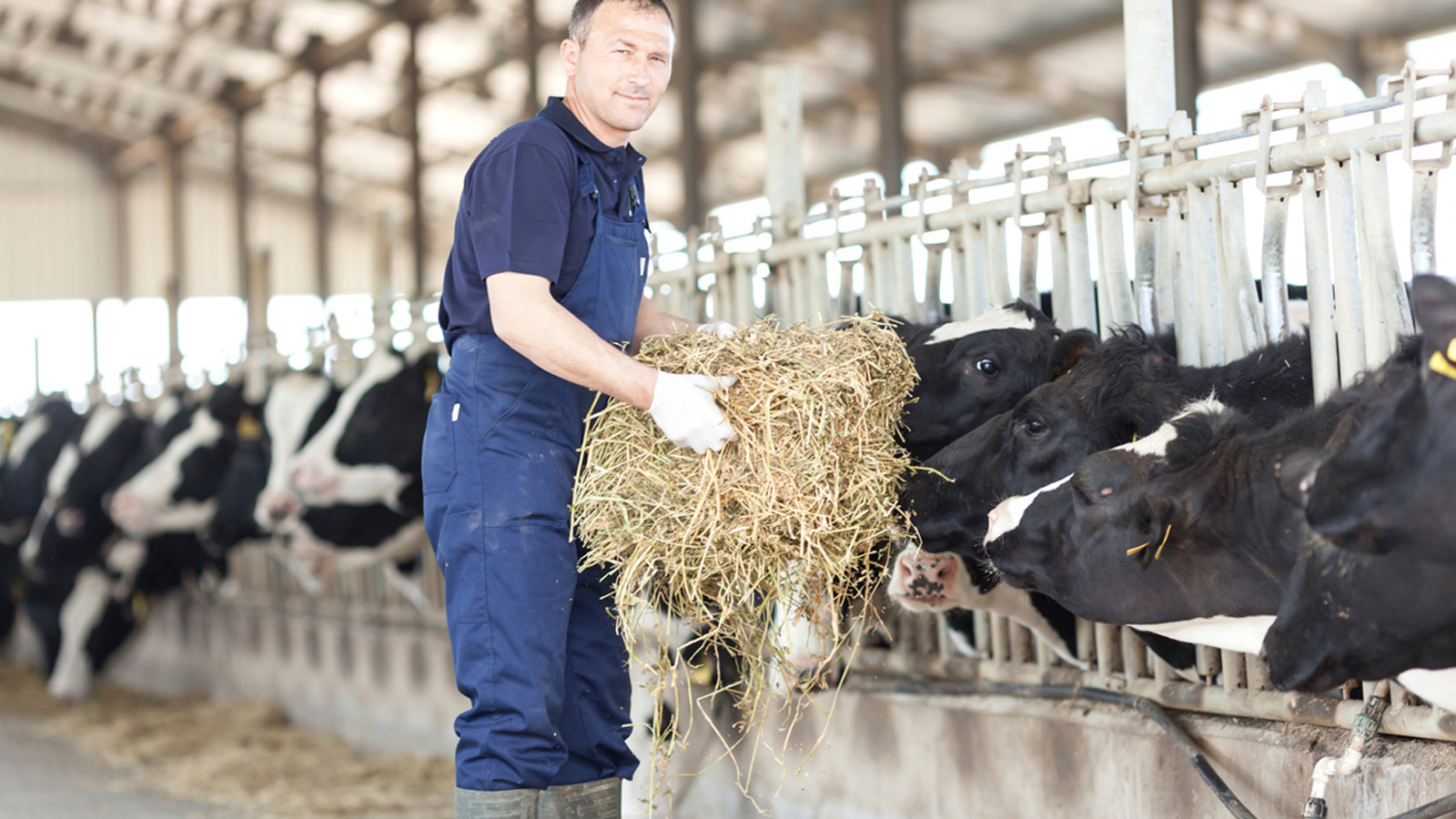 Leading Sustainable Milk